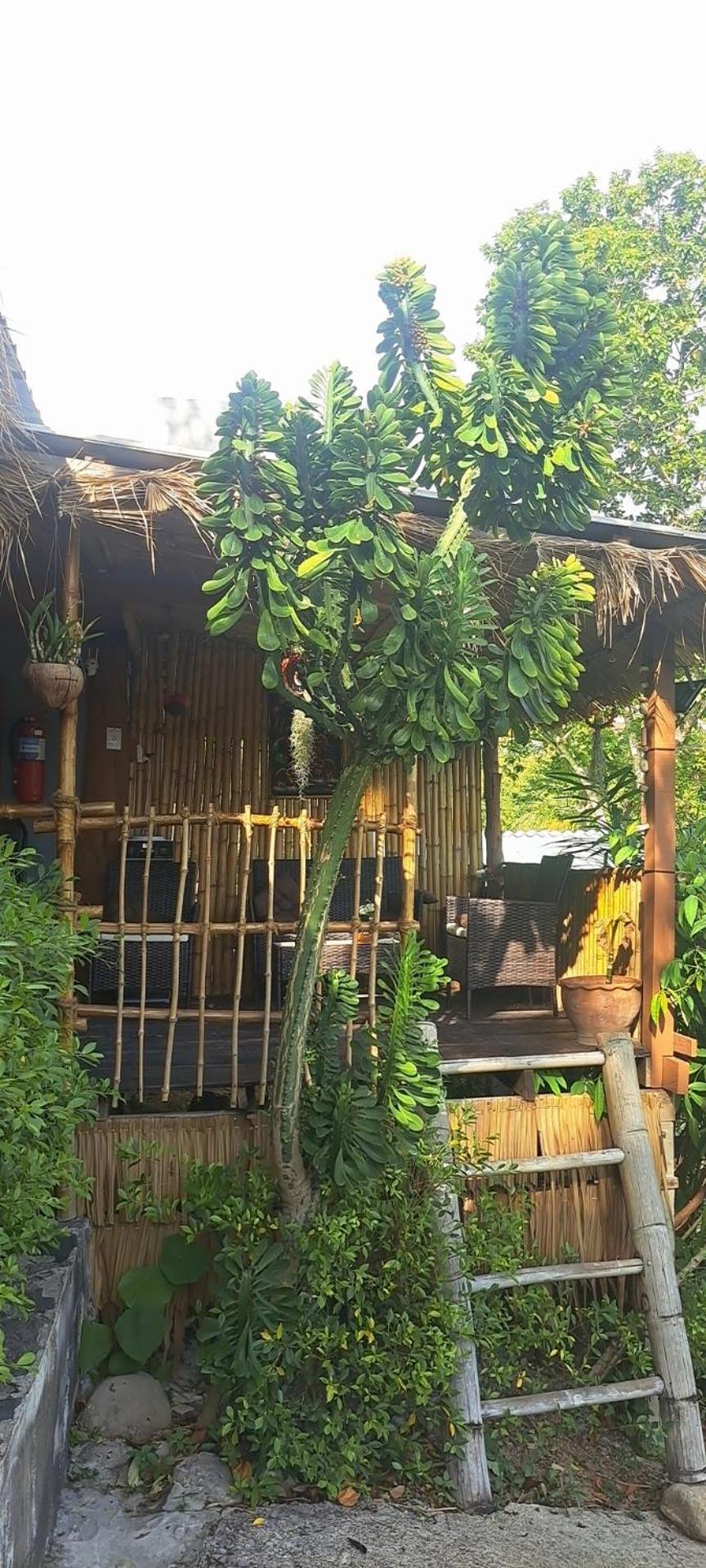 Siam Flora Resort Ко-Ланта Номер фото