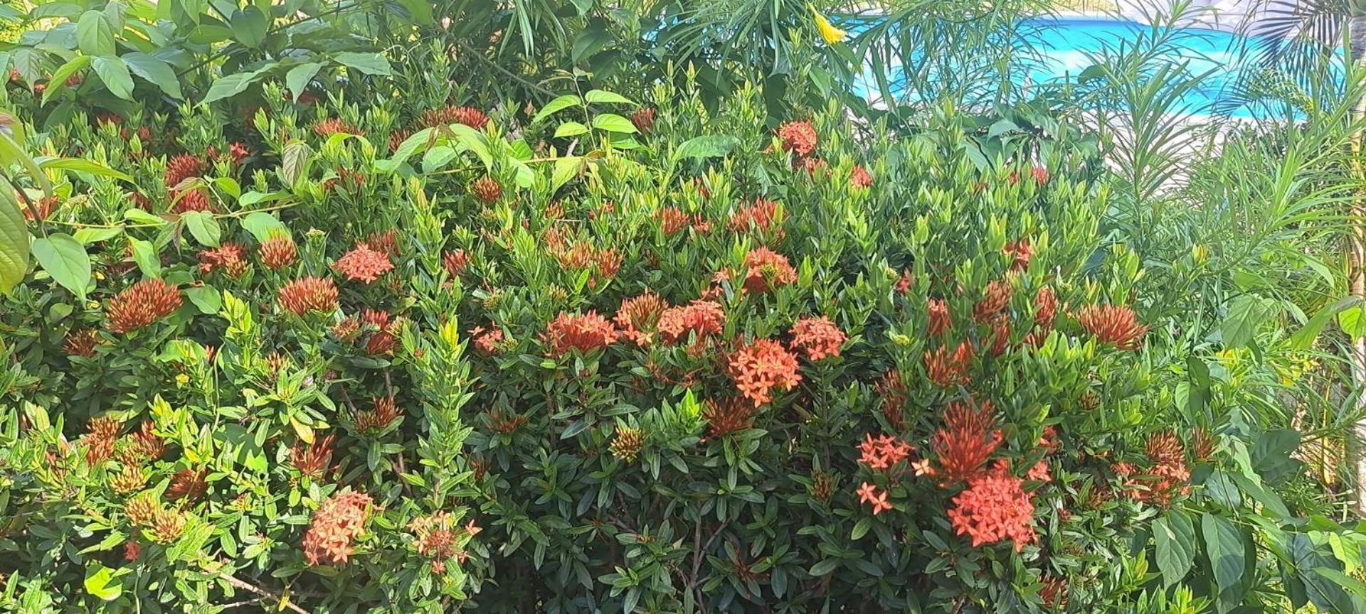 Siam Flora Resort Ко-Ланта Екстер'єр фото
